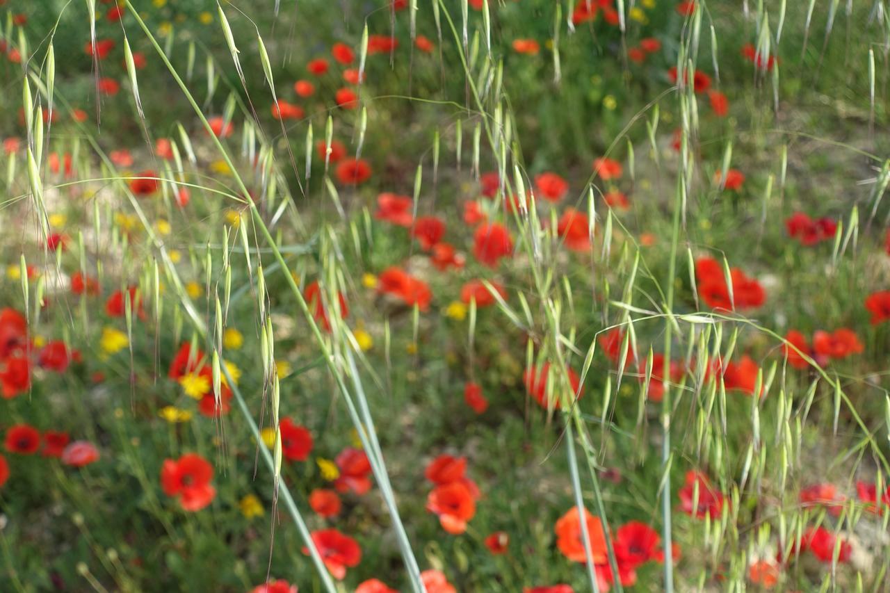Agriturismo Baglio San Nicola Naro Eksteriør bilde